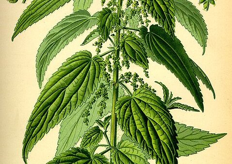 Dr. Otto Wilhelm Thomé Flora von Deutschland, Österreich und der Schweiz 1885, Gera, Germany, Wikimedia commons